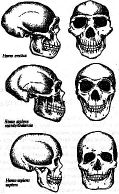hominid skulls